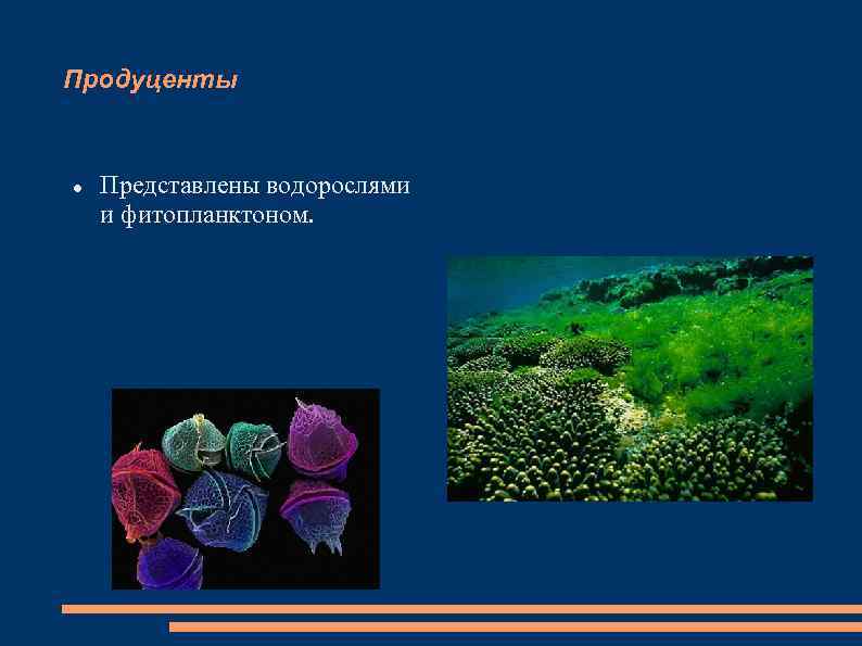 Продукция фитопланктона