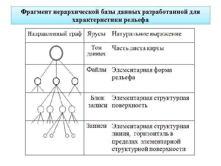 Фрагмент иерархической базы данных разработанной для характеристики рельефа 
