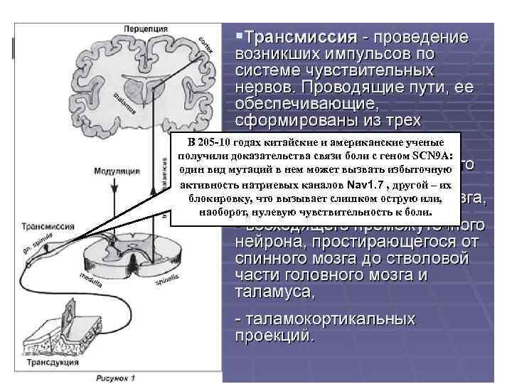 В 205 -10 годах китайские и американские ученые получили доказательства связи боли с геном