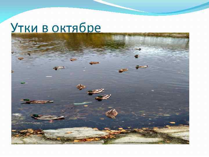 Утки в октябре 