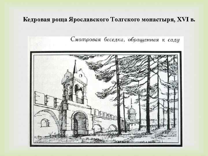 Кедровая роща Ярославского Толгского монастыря, XVI в. 