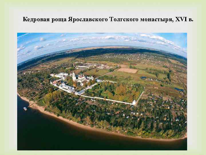 Кедровая роща Ярославского Толгского монастыря, XVI в. 