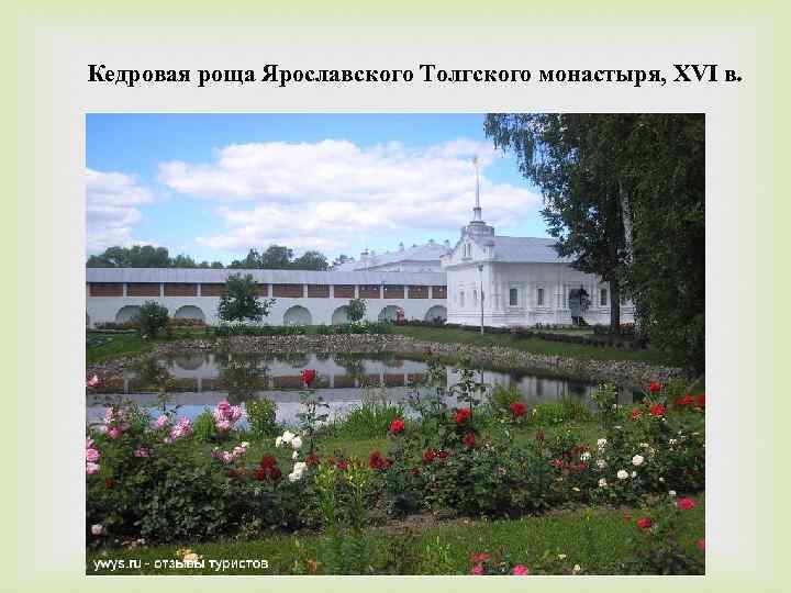 Кедровая роща Ярославского Толгского монастыря, XVI в. 