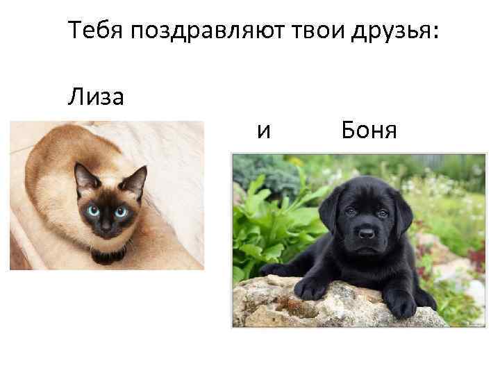 Тебя поздравляют твои друзья: Лиза и Боня 