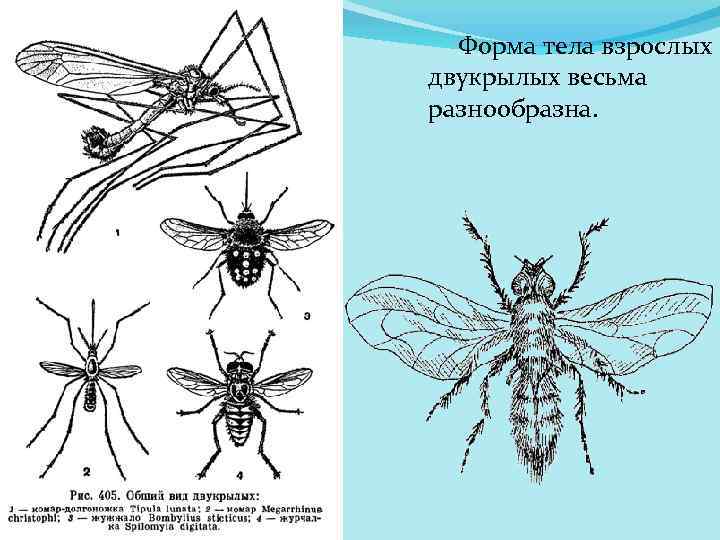 Форма тела взрослых двукрылых весьма разнообразна. 