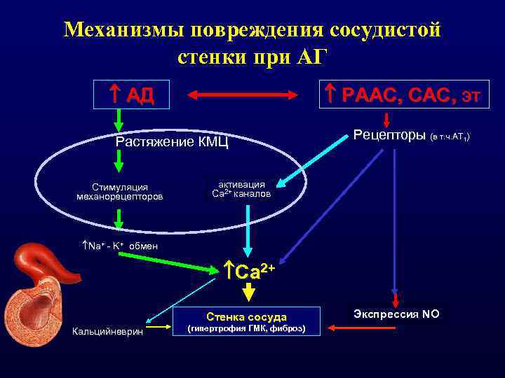 Механизм повреждения. Механизмы повреждения сосудов. Механизмы повреждения стенки сосудов. Механизмы активации РААС при АГ. Иммунное повреждение сосудистой стенки.