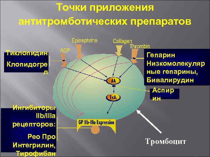 Точки приложения антитромботических препаратов Тиклопидин Клопидогре л Гепарин Низкомолекуляр ные гепарины, Бивалирудин Аспир ин