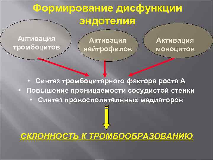 Формирование дисфункции эндотелия Активация тромбоцитов Активация нейтрофилов Активация моноцитов • Синтез тромбоцитарного фактора роста