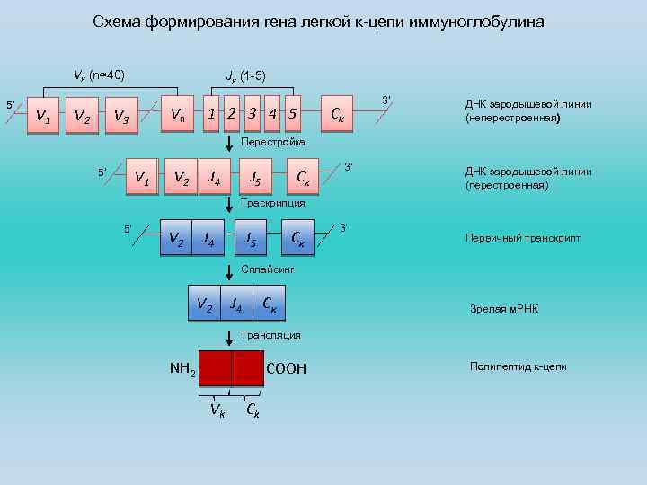 Схема формирования гена легкой κ-цепи иммуноглобулина Vκ (n≈40) 5’ V 1 V 2 Jκ