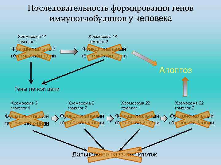 Последовательность формирования генов иммуноглобулинов у человека Хромосома 14 гомолог 1 Хромосома 14 гомолог 2