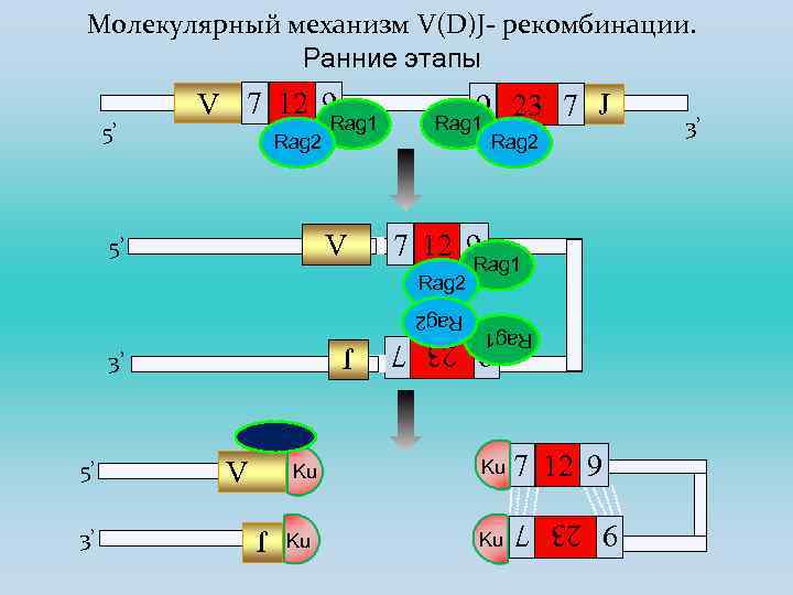Молекулярный механизм V(D)J- рекомбинации. Ранние этапы V 5’ 7 12 9 Rag 2 J