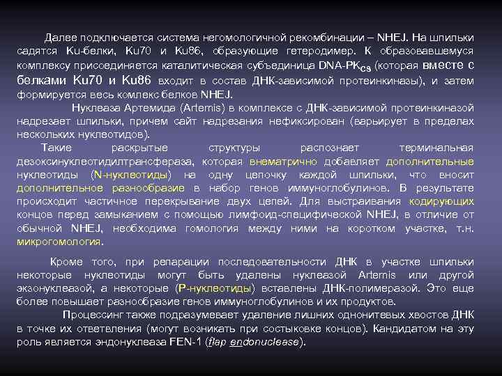 Далее подключается система негомологичной рекомбинации – NHEJ. На шпильки садятся Ku-белки, Ku 70 и