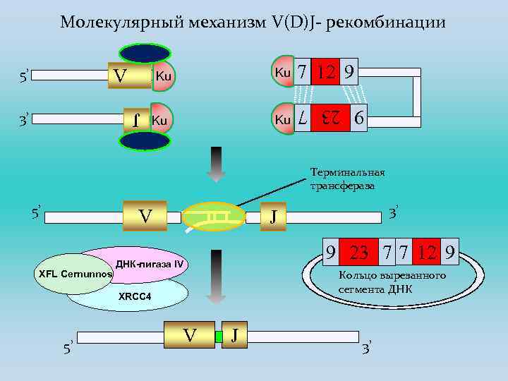 Каким образом отображается на энергетической диаграмме процесс рекомбинации