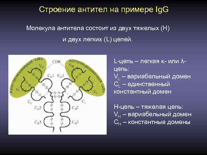 Строение антител на примере Ig. G Молекула антитела состоит из двух тяжелых (Н) и