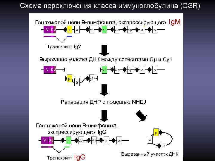 Схема переключения класса иммуноглобулина (CSR) Ген тяжелой цепи B-лимфоцита, экспрессирующего Ig. M Транскрипт Ig.