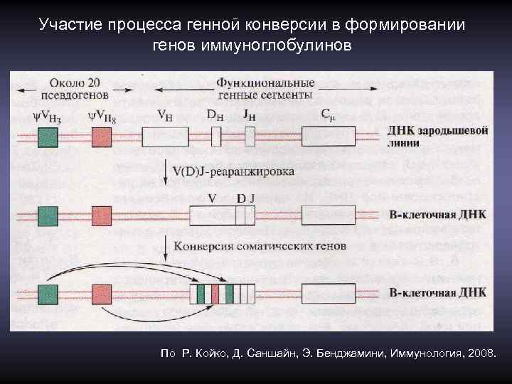 Участие в процессе. Генетика иммуноглобулинов. Структура и генетика иммуноглобулинов. Генетика синтеза иммуноглобулинов. Генная конверсия.