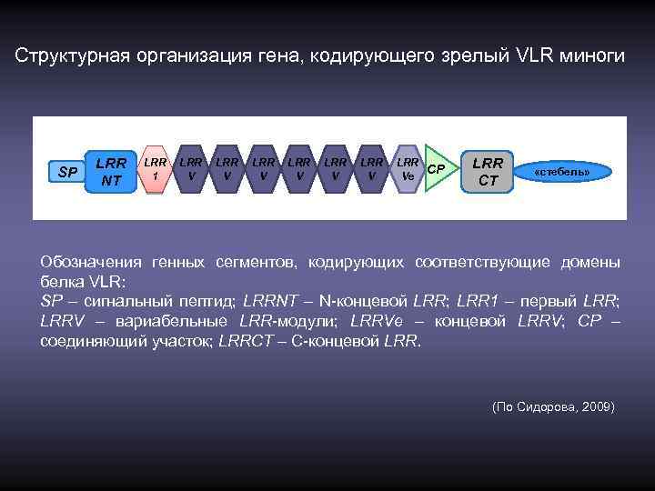 Структурная организация гена, кодирующего зрелый VLR миноги SP LRR NT LRR 1 LRR V