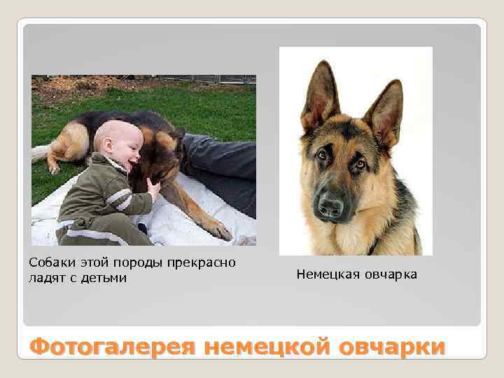 Собаки этой породы прекрасно ладят с детьми Немецкая овчарка Фотогалерея немецкой овчарки 