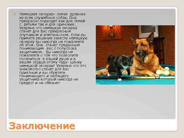  Немецкая овчарка- самая древняя из всех служебных собак. Она прекрасно подходит как для