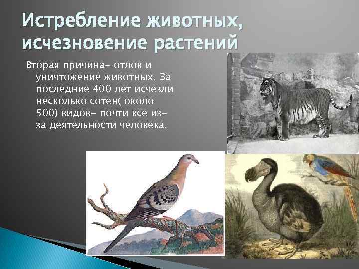 Проблема исчезновения растений и животных