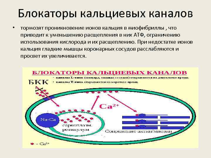 Блокаторы кальциевых каналов • тормозят проникновение ионов кальция в миофибриллы , что приводит к