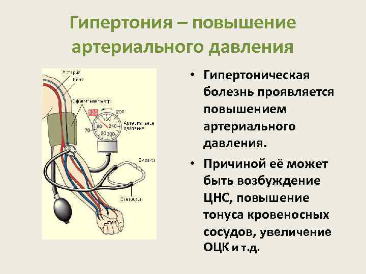 Гипертония – повышение артериального давления • Гипертоническая болезнь проявляется повышением артериального давления. • Причиной