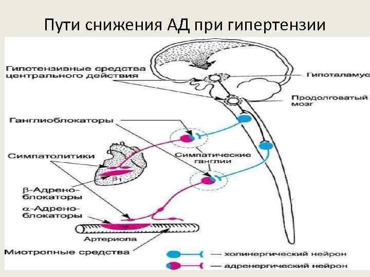 Пути снижения АД при гипертензии 