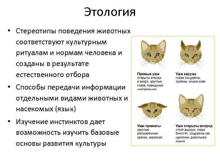 Этология • Стереотипы поведения животных соответствуют культурным ритуалам и нормам человека и созданы в