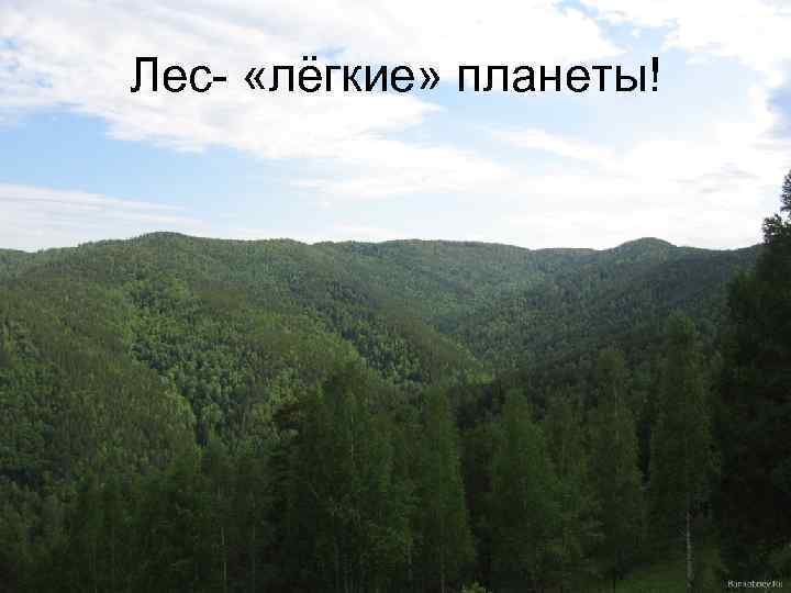 Лес- «лёгкие» планеты! 
