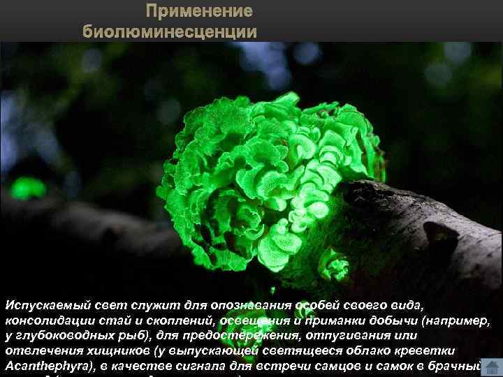 Применение биолюминесценции Испускаемый свет служит для опознавания особей своего вида, консолидации стай и скоплений,