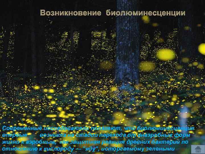 Возникновение биолюминесценции Современные исследователи полагают, что биолюминесценция впервые возникла на стадии перехода от анаэробных