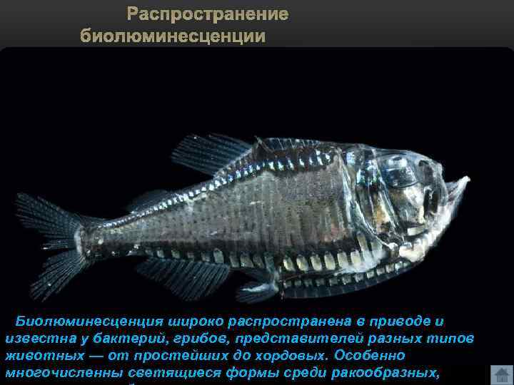 Распространение биолюминесценции Биолюминесценция широко распространена в приводе и известна у бактерий, грибов, представителей разных