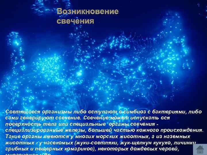 Возникновение свечения Светящиеся организмы либо вступают в симбиоз с бактериями, либо сами генерируют свечение.