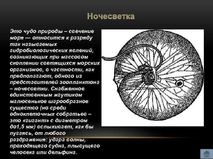 Ночесветка Это чудо природы – свечение моря — относится к разряду так называемых гидробиологических
