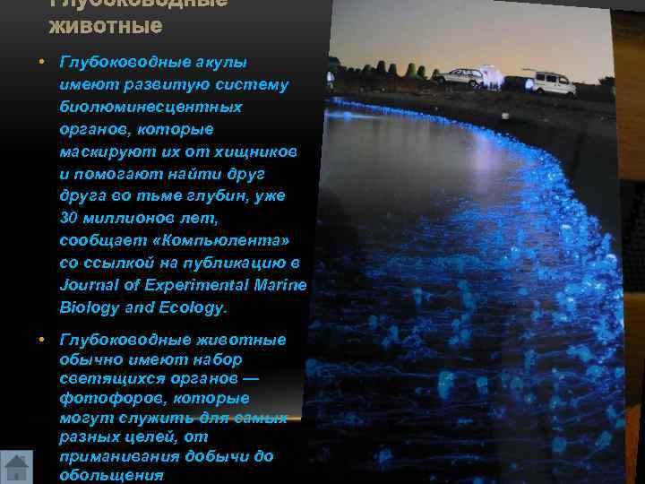 Глубоководные животные • Глубоководные акулы имеют развитую систему биолюминесцентных органов, которые маскируют их от