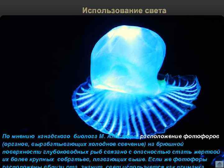 Использование света По мнению канадского биолога М. Алистера, расположение фотофоров (органов, вырабатывающих холодное свечение)