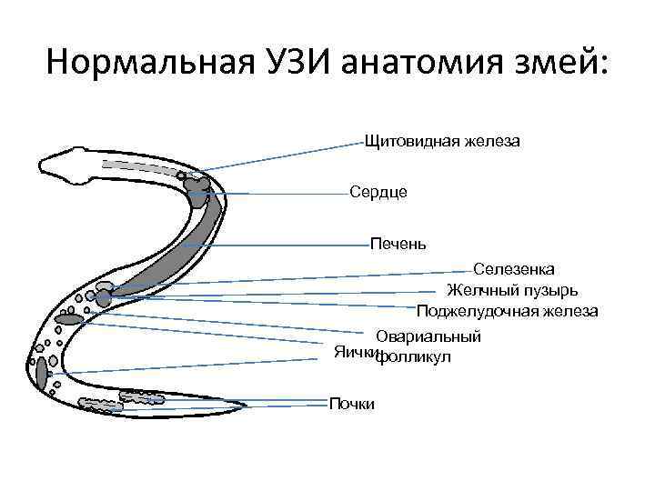 Нормальная УЗИ анатомия змей: Щитовидная железа Сердце Печень Селезенка Желчный пузырь Поджелудочная железа Овариальный