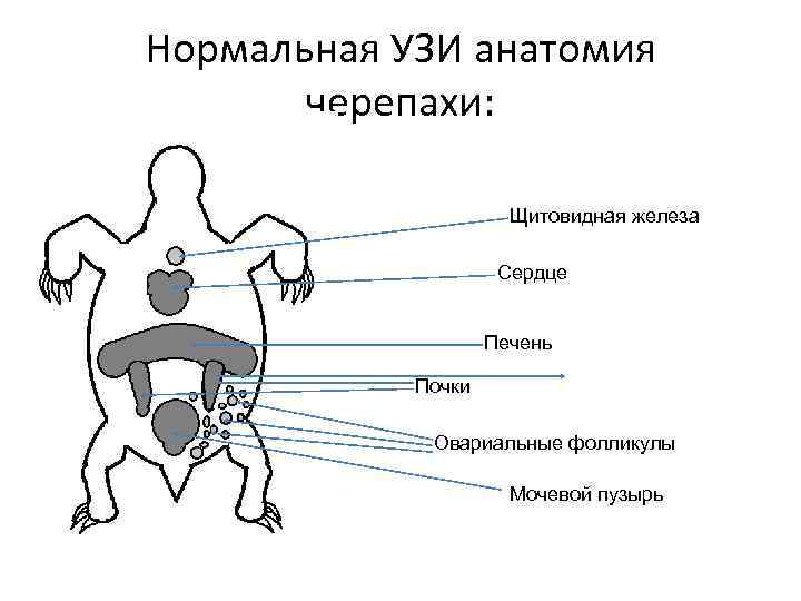 Нормальная УЗИ анатомия черепахи: Щитовидная железа Сердце Печень Почки Овариальные фолликулы Мочевой пузырь 