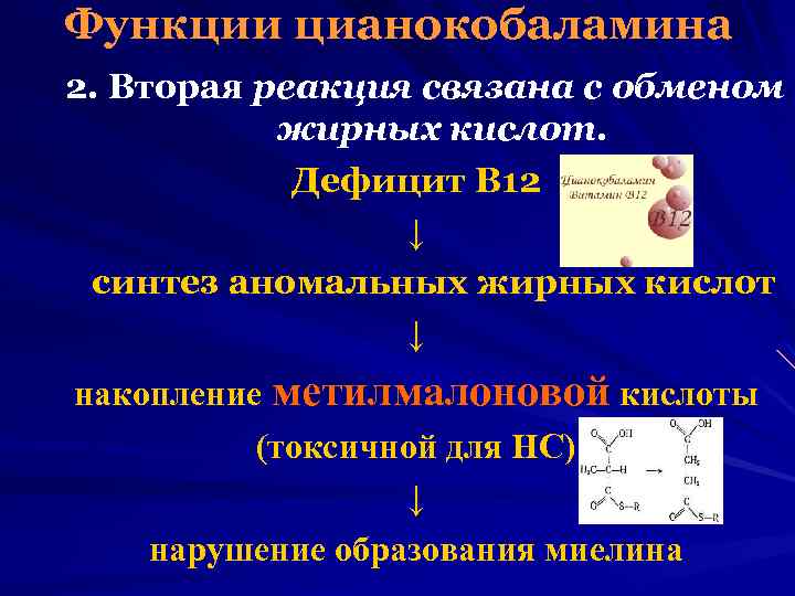 Функции цианокобаламина 2. Вторая реакция связана с обменом жирных кислот. Дефицит В 12 ↓