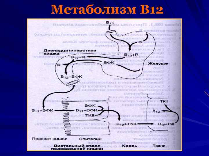 Метаболизм В 12 