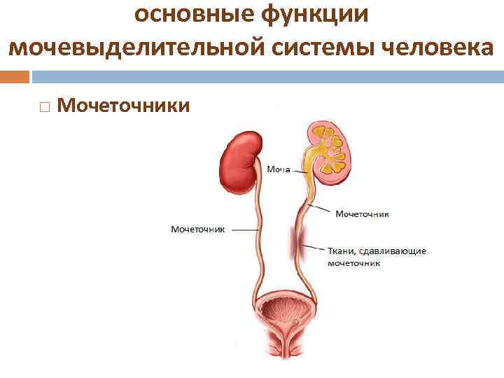 основные функции мочевыделительной системы человека Мочеточники 