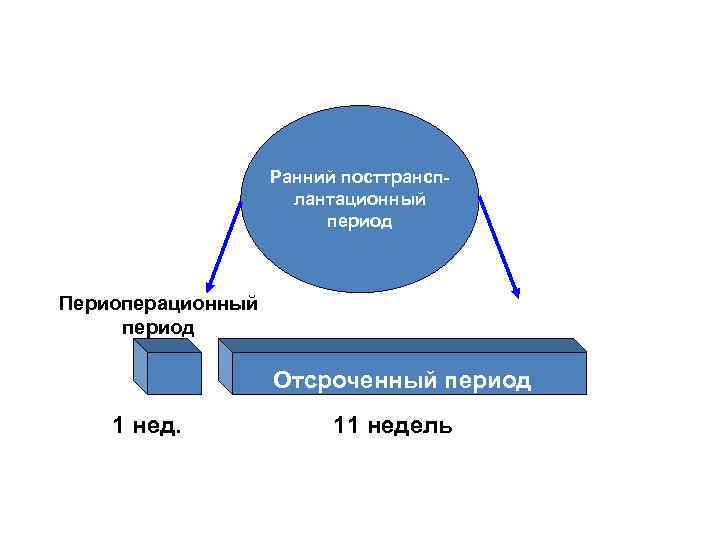 Ранний посттрансплантационный период Периоперационный период Отсроченный период 1 нед. 11 недель 