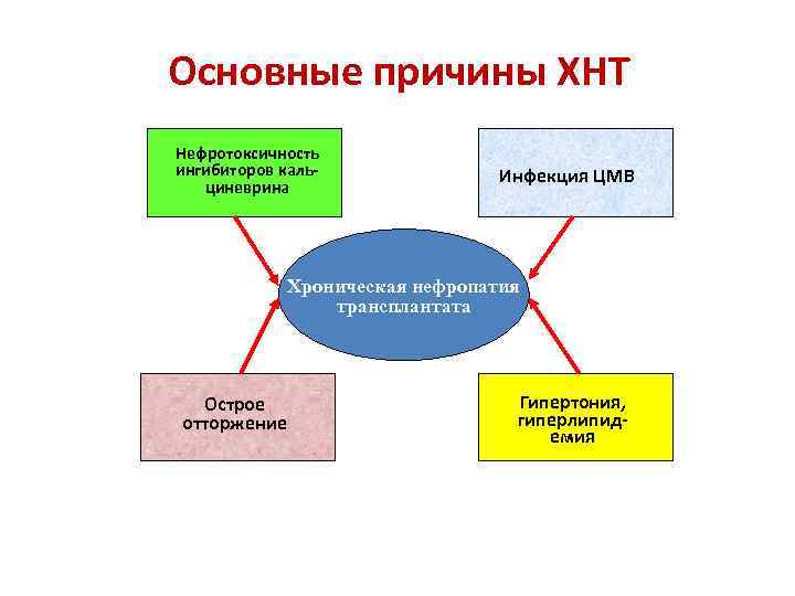 Основные причины ХНТ Нефротоксичность ингибиторов кальциневрина Инфекция ЦМВ Хроническая нефропатия трансплантата Острое отторжение Гипертония,