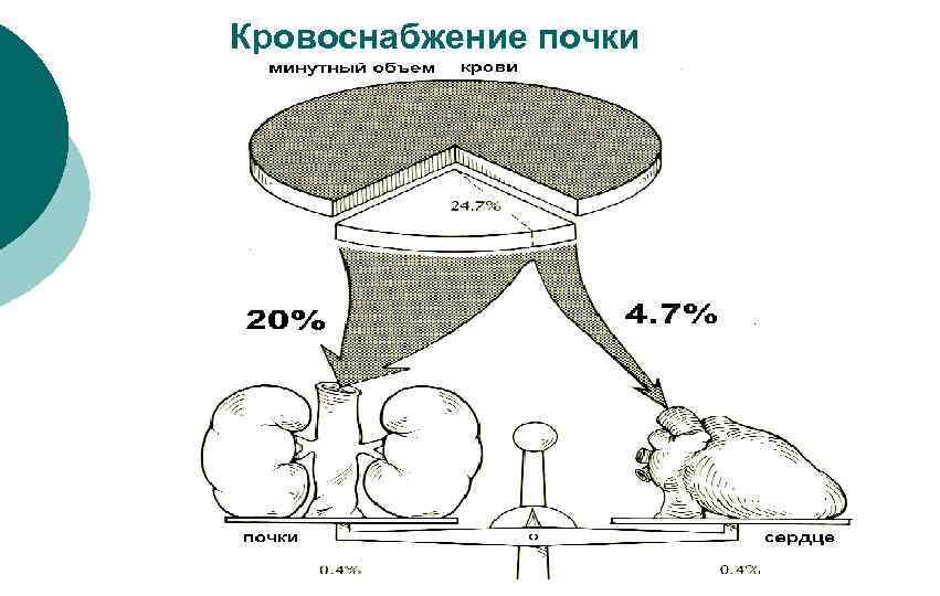 Кровоснабжение почки 