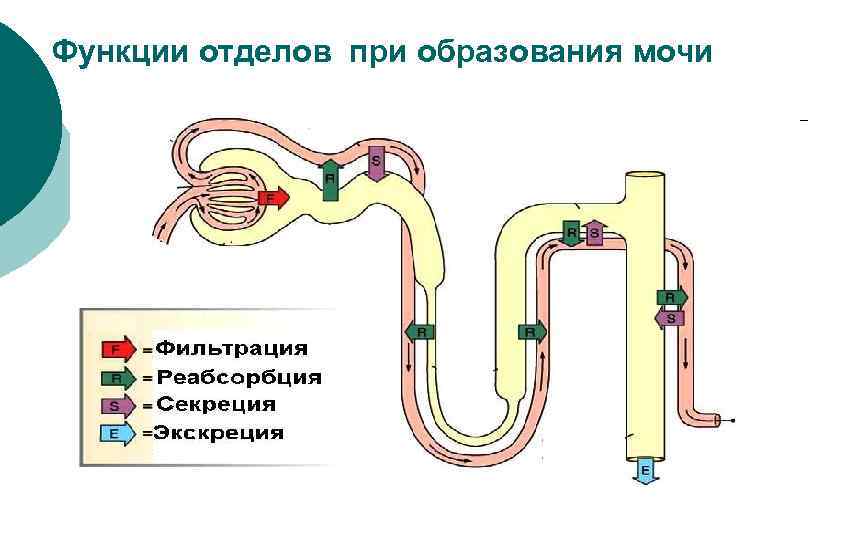 Функции отделов при образования мочи 