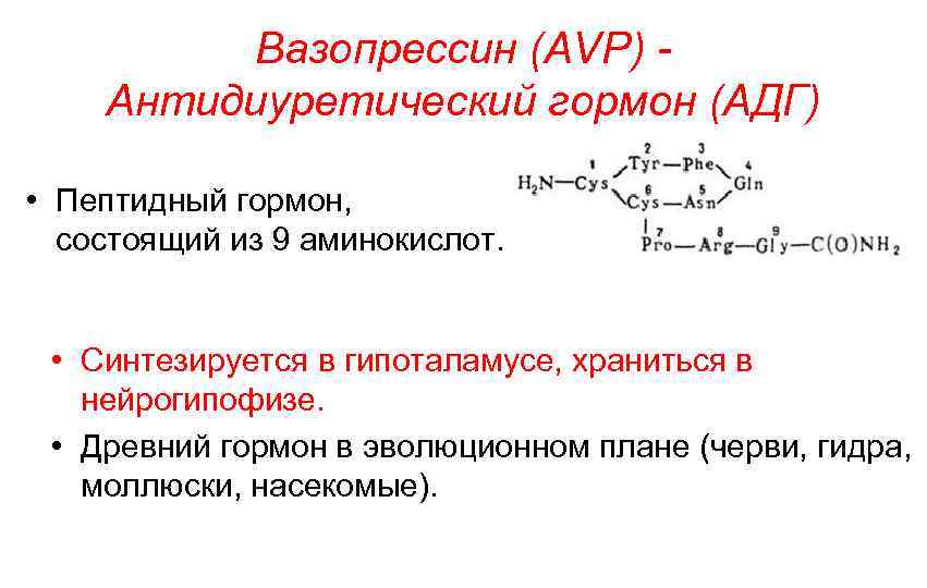 Вазопрессин (AVP) Антидиуретический гормон (АДГ) • Пептидный гормон, состоящий из 9 аминокислот. • Синтезируется