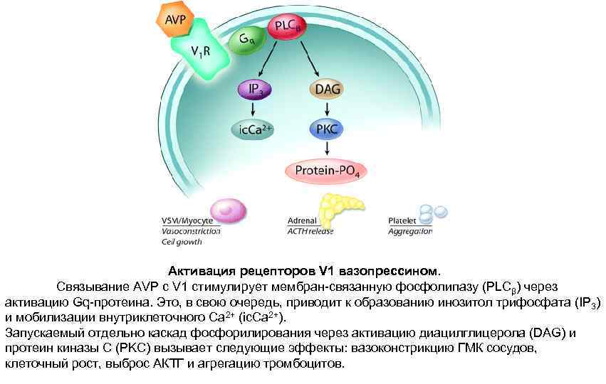 Активация рецепторов V 1 вазопрессином. Связывание AVP с V 1 стимулирует мембран-связанную фосфолипазу (PLCβ)