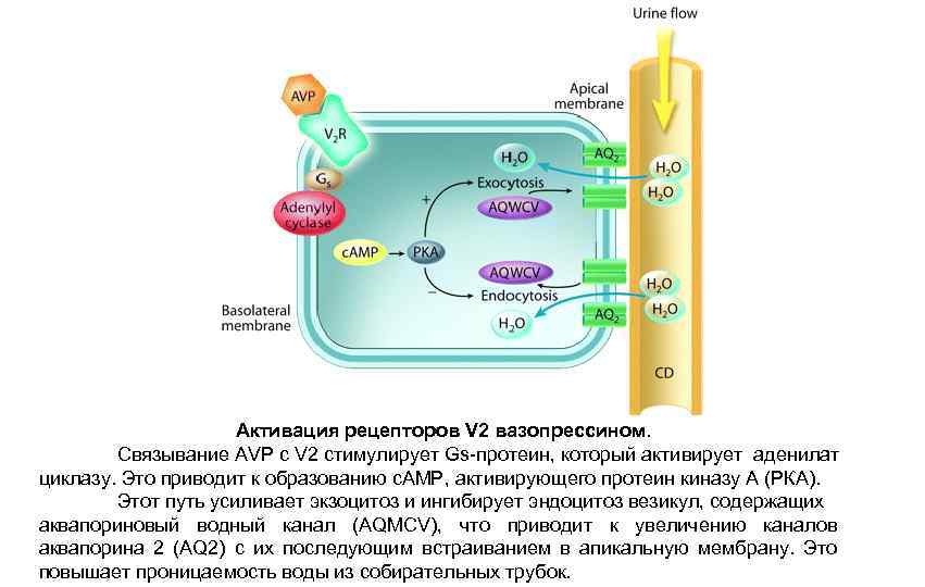 Активация рецепторов V 2 вазопрессином. Связывание AVP с V 2 стимулирует Gs-протеин, который активирует