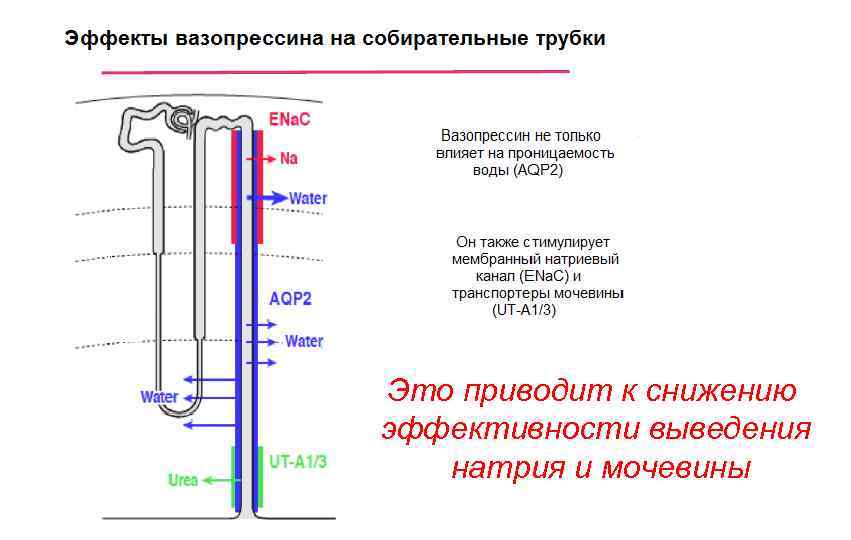 Это приводит к снижению эффективности выведения натрия и мочевины 