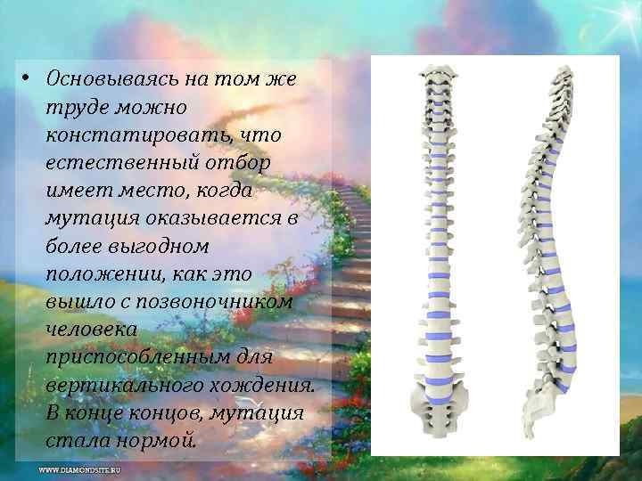  • Основываясь на том же труде можно констатировать, что естественный отбор имеет место,